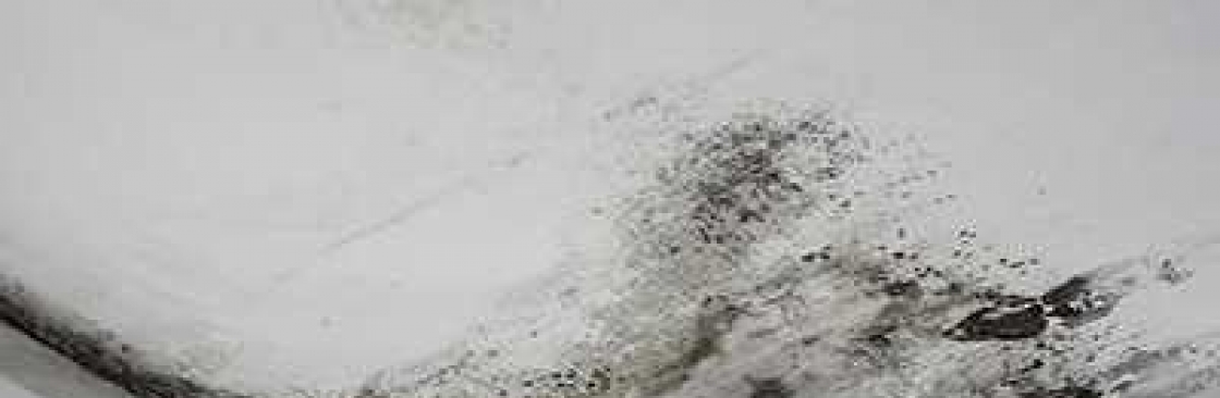 Mold Remediation Companies Cover Image