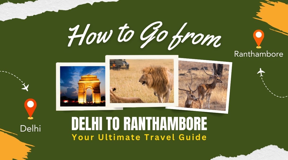 How to Go from Delhi to Ranthambore | Eye Of The Tiger