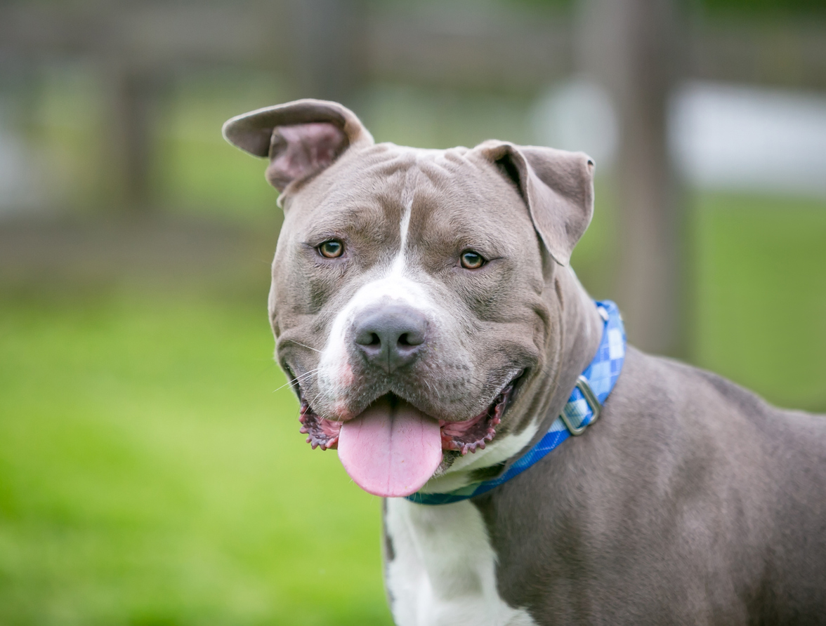 17 Most Common Pit Bull Health Issues By Data (2024) | The Pitbull Center