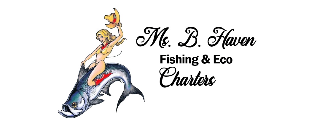 Ms B Haven Charters Cover Image