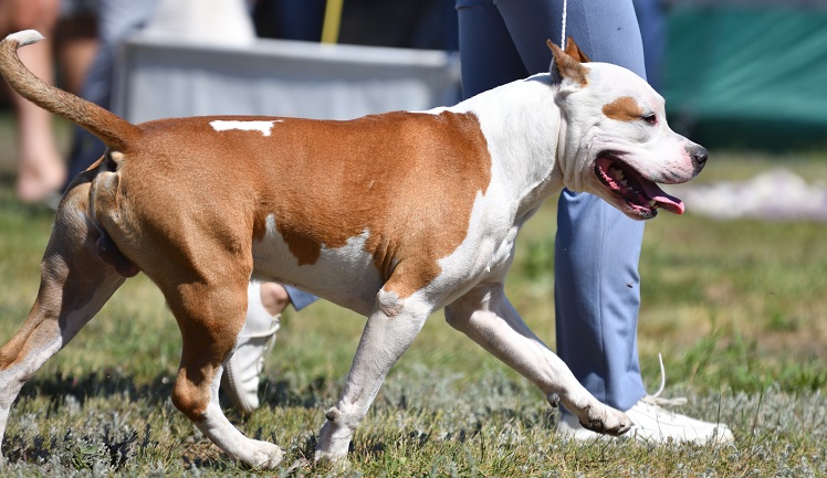 American Pit Bull Terrier: History, Breed, Characteristics and Facts | The Pitbull Center