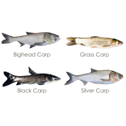 Controlling Invasive Asian Carp