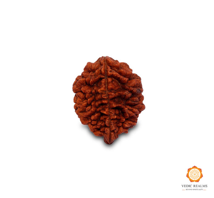 Original Nepali 2 Mukhi Rudraksha Price | Buy Online | Vedicrealms