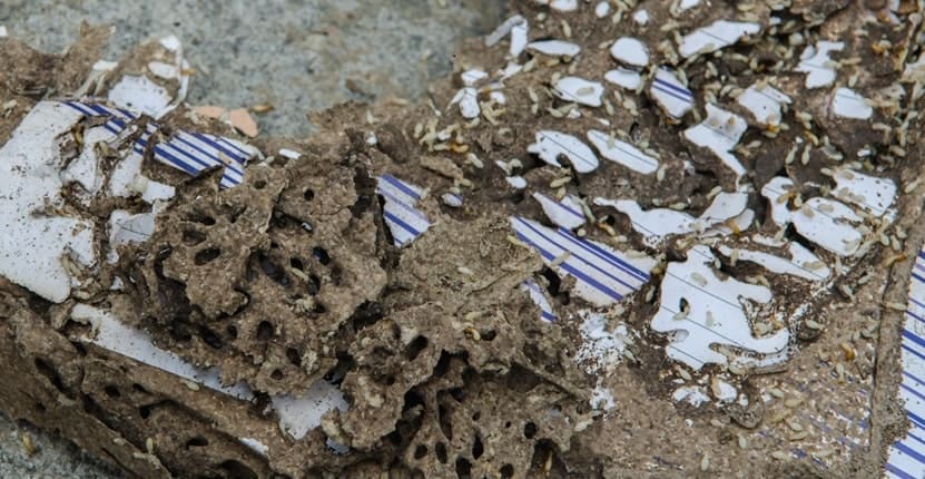 The Ultimate Guide to Preventing Drywood Termites