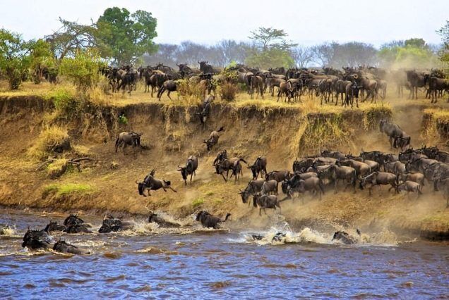 What Animals You Might See on a Zambia Canoe Safari? – @smilestrelstours on Tumblr