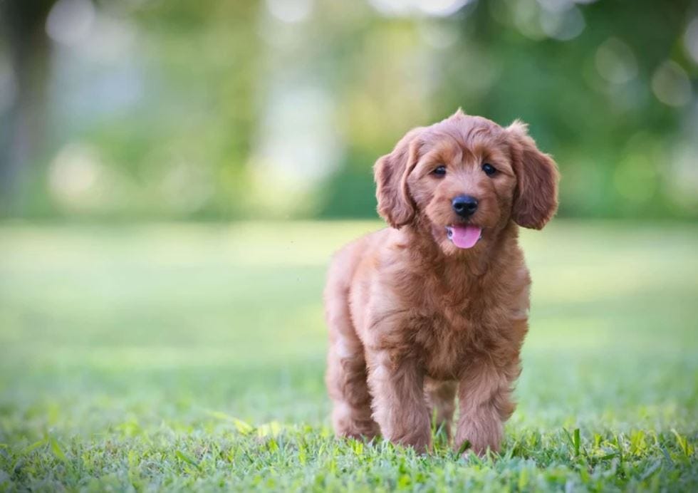 Discover Adorable Goldendoodle Puppies for Sale Near You | by Willow Hill Doodles | Aug, 2024 | Medium