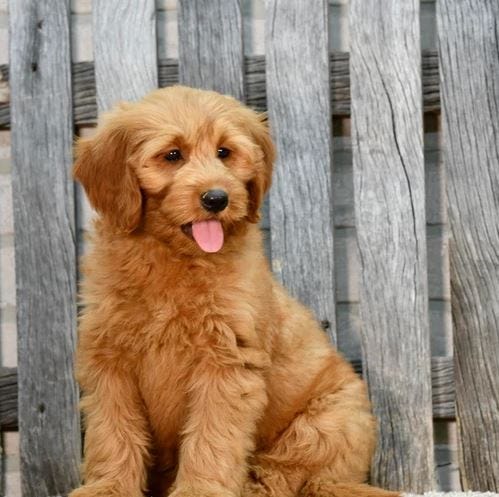 Mini Goldendoodles: What to Expect When Bringing Home Your New Puppy | by Willow Hill Doodles | Sep, 2024 | Medium