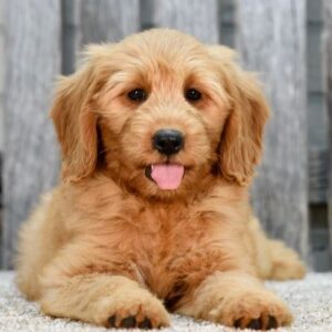 Goldendoodle Puppies for Sale in Indiana: Find Your Perfect Companion - Buddies Reach