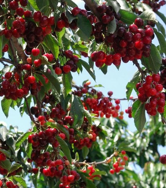 Embrace the Bounty of Organic Fruit Trees at Our Hemet Nursery