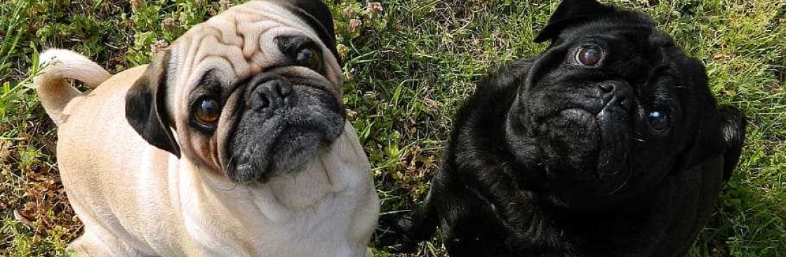 Champion Pug Kennels Cover Image