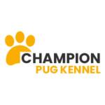 Champion Pug Kennels Profile Picture