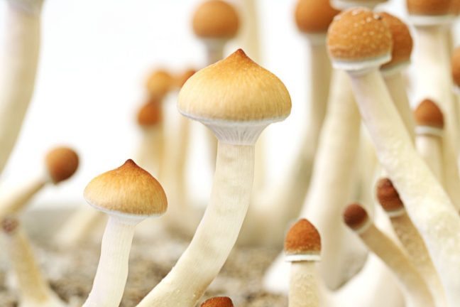 Why White Teacher Mushroom Spores Are a Must-Have for Your - Techy Businesses