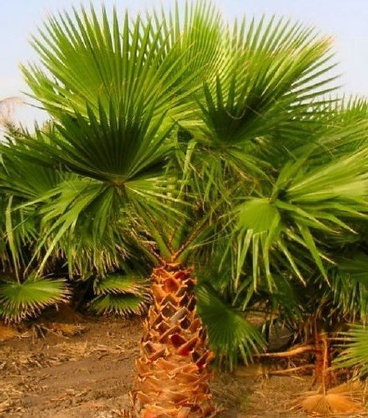 Mastering the Art of Planting and Caring for Palm Trees in Southern California