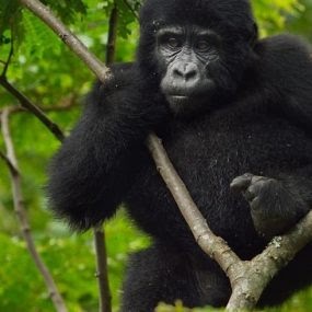 Adventure Trips to Uganda: Unforgettable Gorilla Safari