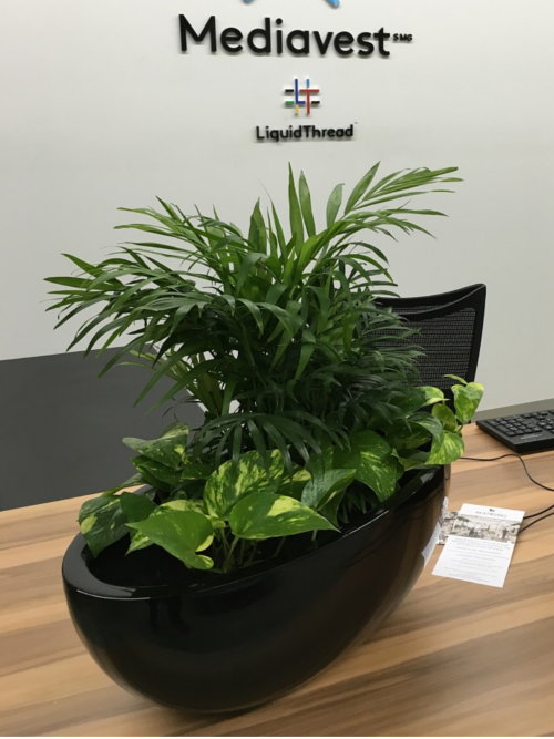 Common Indoor Plant Problems and How to Fix Them – Inscape Indoor Plant Hire