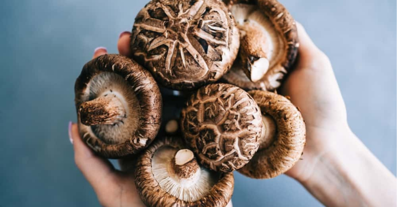 What are Magic Mushrooms? Their Benefits and More