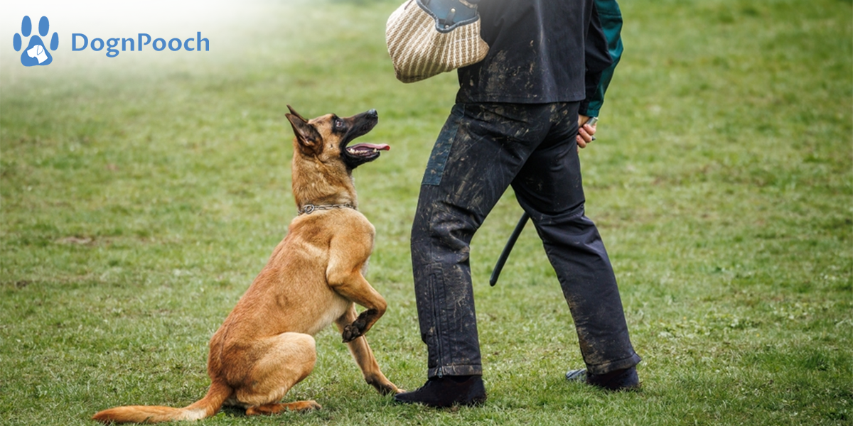 How to Create a Safe Space for Food Aggression Training? | DognPooch