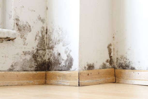 Understanding the Early Signs of Mold in Your Space