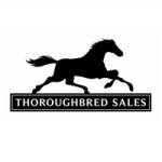 Thoroughbred Sales Profile Picture