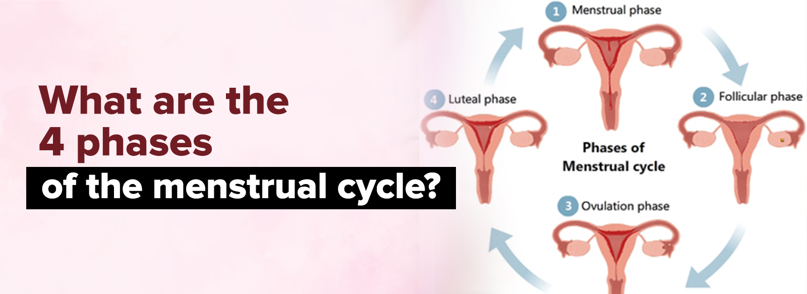 4 Phases of Menstrual Cycle in Women Explained