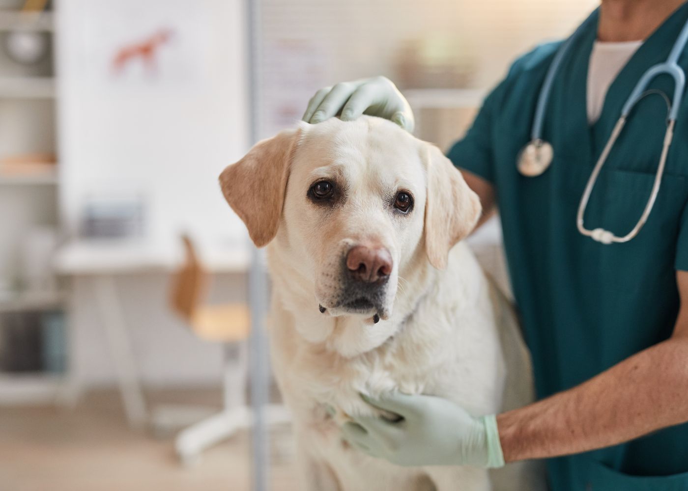 Urgent Vet Clinic in Brockton | Brijon Veterinary