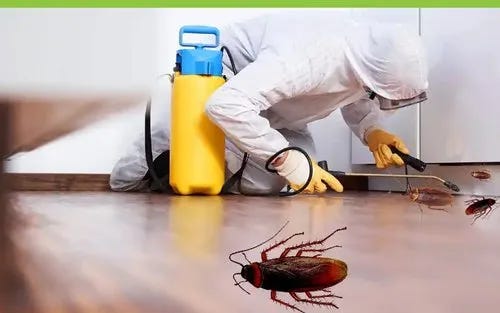 Comprehensive Cockroach Treatment and Pigeon Control Services by Pest Brigade: Your Trusted Pest Management Partner in Western Victoria and South Australia | by Pest Brigade | Oct, 2024 | Medium