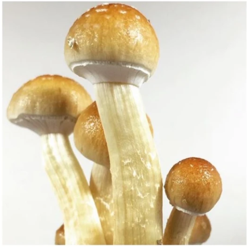 The Best Practices for Cultivating Golden Teacher Mushroom Spores | Today Blogging World