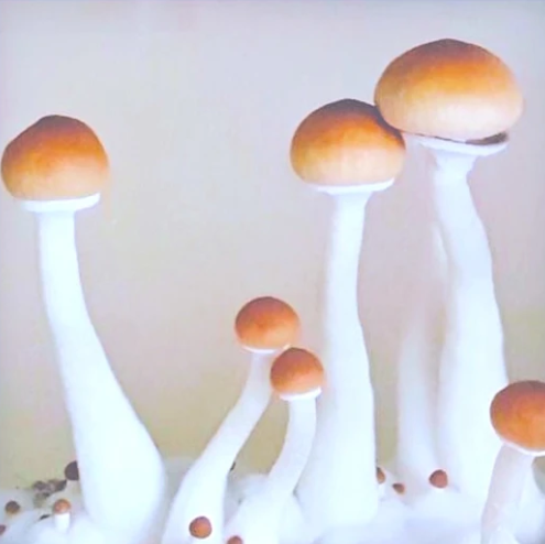 The Best Psilocybin Spores for Beginners: Where to Start Your Cultivation Journey