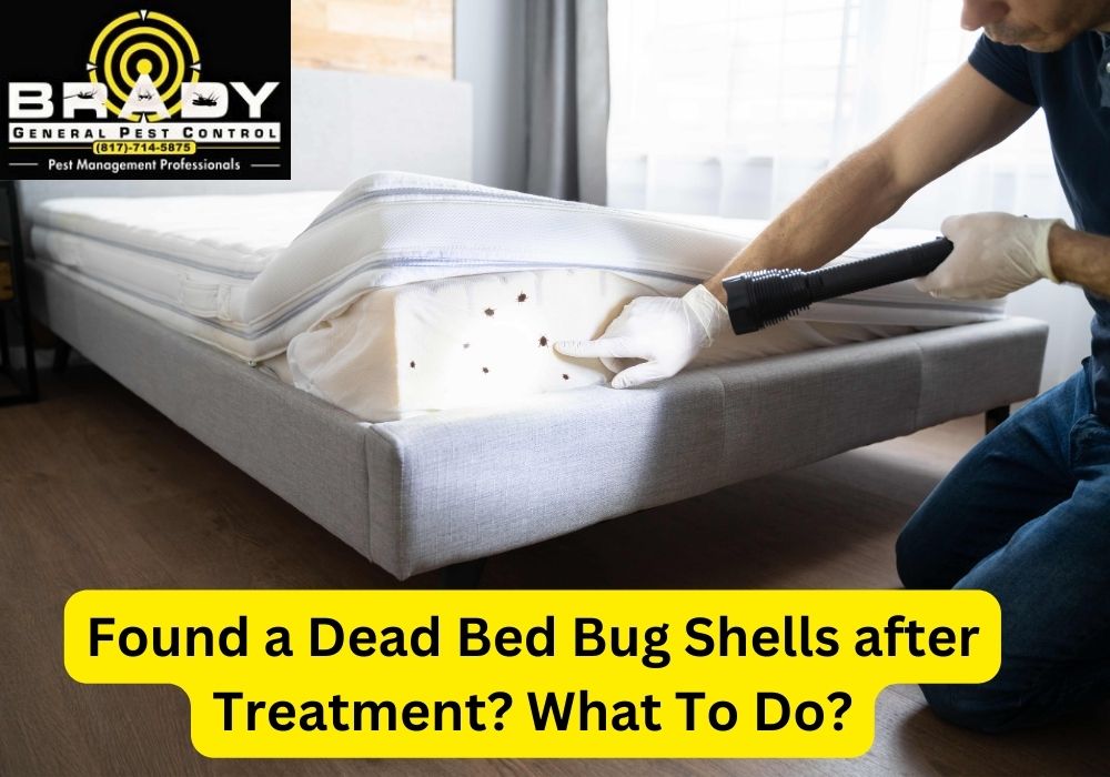 Found A Dead Bed Bug Shells After Treatment? What To Do In 2024? - Brady Pest Control