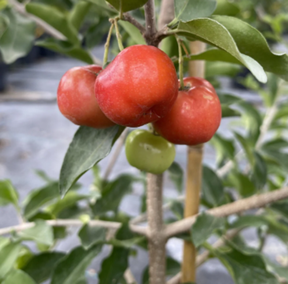 5 Fruit Trees You Can Easily Grow | by Everglades Farm | Oct, 2024 | Medium