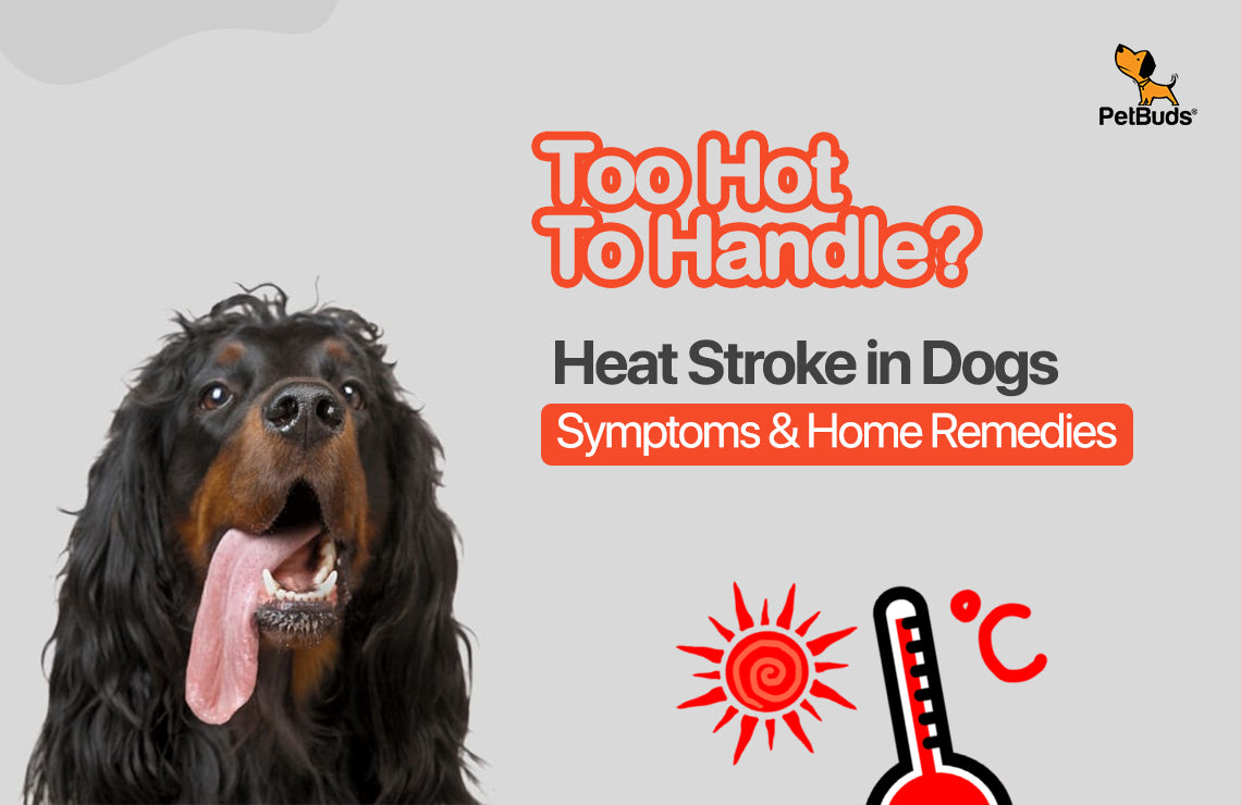 How to Prevent Heat Stroke in Dogs: Symptoms & Home Remedies  – PetBuds