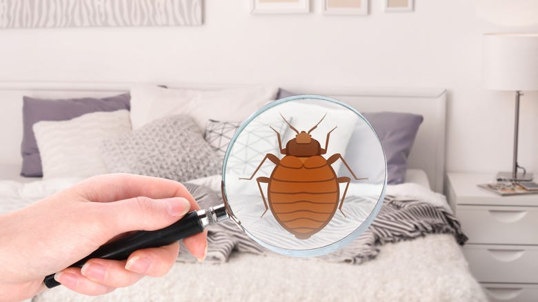 Effective Bedbug Heat Treatment and Control Solutions in Manhattan | by VJ Pest Management | Oct, 2024 | Medium