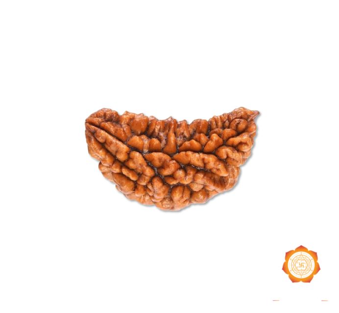 1 Mukhi Rudraksha Price | Buy Orignal Ek Mukhi Rudraksha