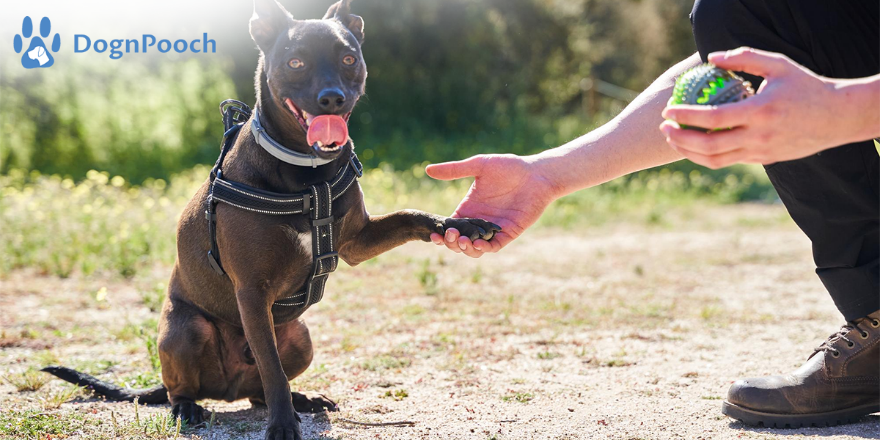 Best Dog Leash Training and Obedience Techniques - Happy Dog