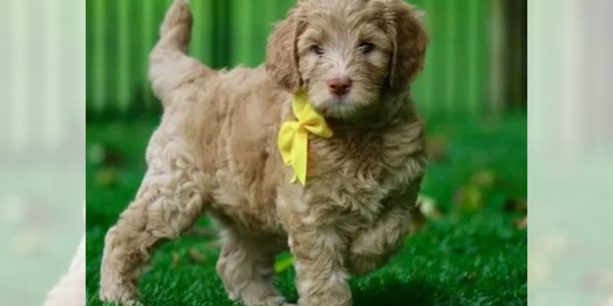 Mini Australian Labradoodles vs. Other Doodle Breeds: Which Is Right for You?