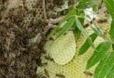 Bees Pest Control & Bees Removal Perth - Enviro Safe Pest Control Perth