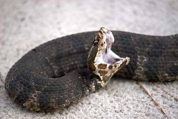 Effective Snake Control in Buford | Urban Wildlife Control