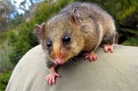 Comprehensive Possum Inspection, Removal, and Proofing Melbourne