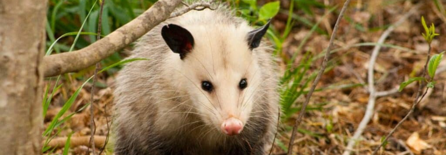 Dereks Possum Removal Melbourne Cover Image