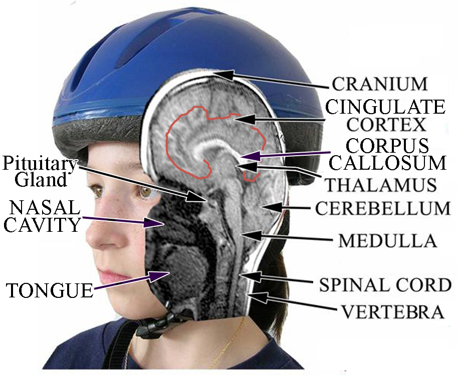 Cingulum NeuroSciences Institute Cover Image