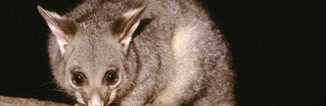 Dereks Possum Removal Sydney Cover Image