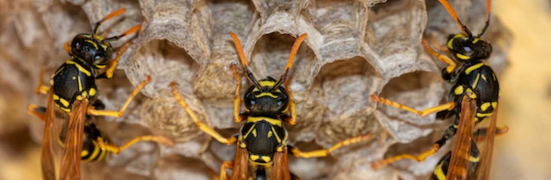 Wasp Removal Sydney Cover Image