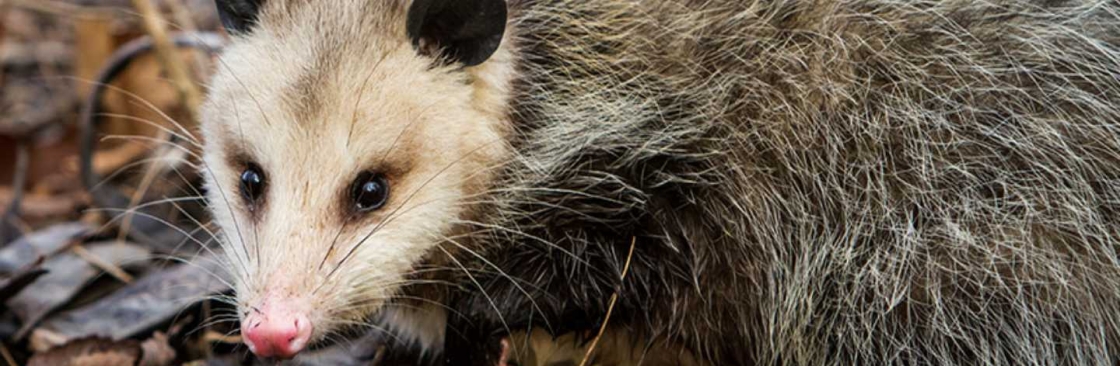 Dereks Possum Removal Brisbane Cover Image