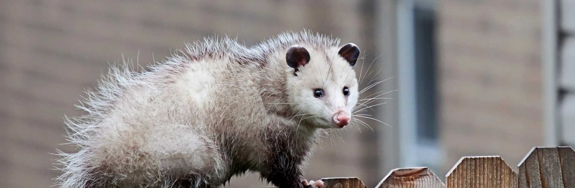 Goode Rodent Control Melbourne Cover Image