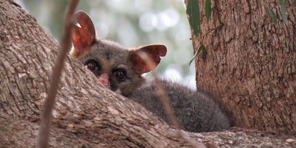 Factors Determining Possum Removal Prices In Melbourne - Possumpestcontrolmelbourne