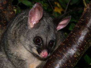 Possum Removal Cranbourne, Possum Pest Control Cranbourne