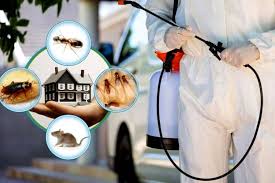 Mobile Wasp Removal Melbourne Cover Image