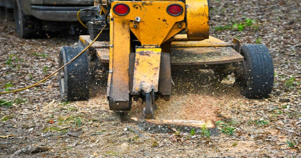 Stump Grinding Kenmore NY: Why You Shouldn't Leave a Tree Stump in the Ground? - Branch Specialists Tree Service Buffalo NY