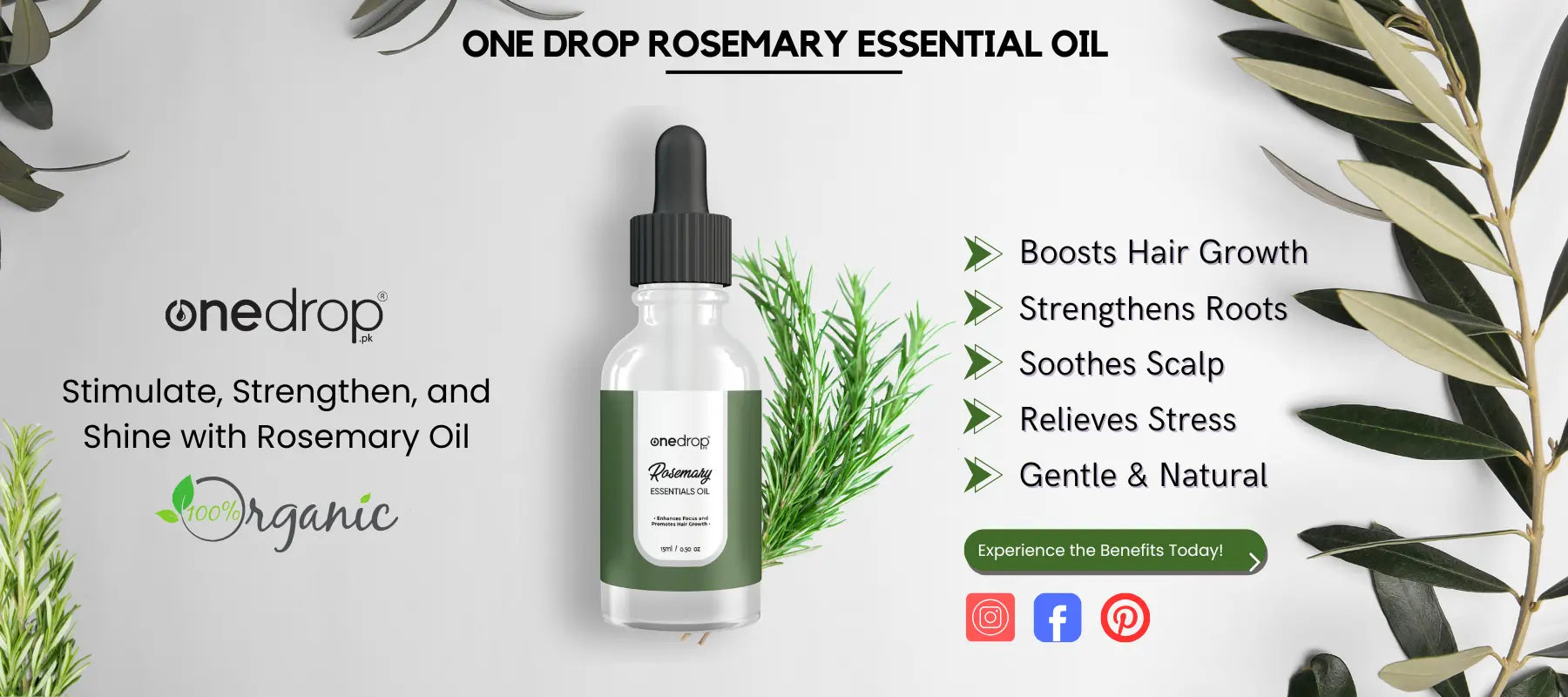 Rosemary Essential Oil Benefits for Your Mind, Body, and Home  – OneDropPak