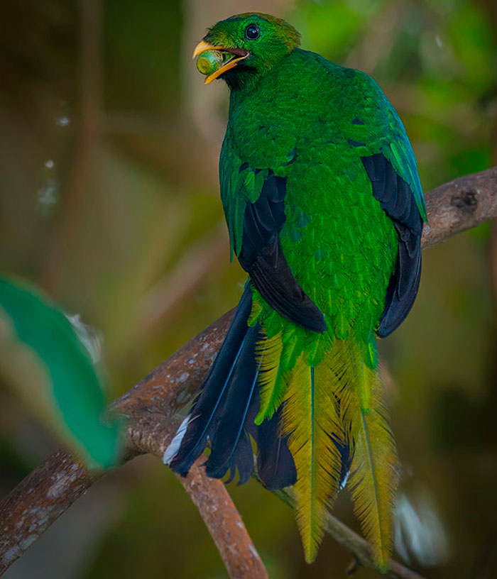 Santa Marta Endemics Birding Tour to Colombia, Icaro Birding